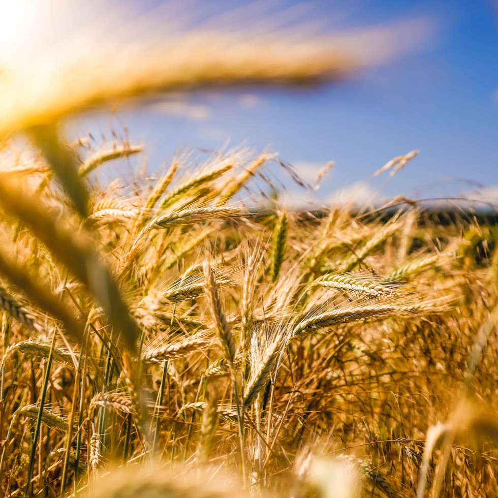 Field of wheat