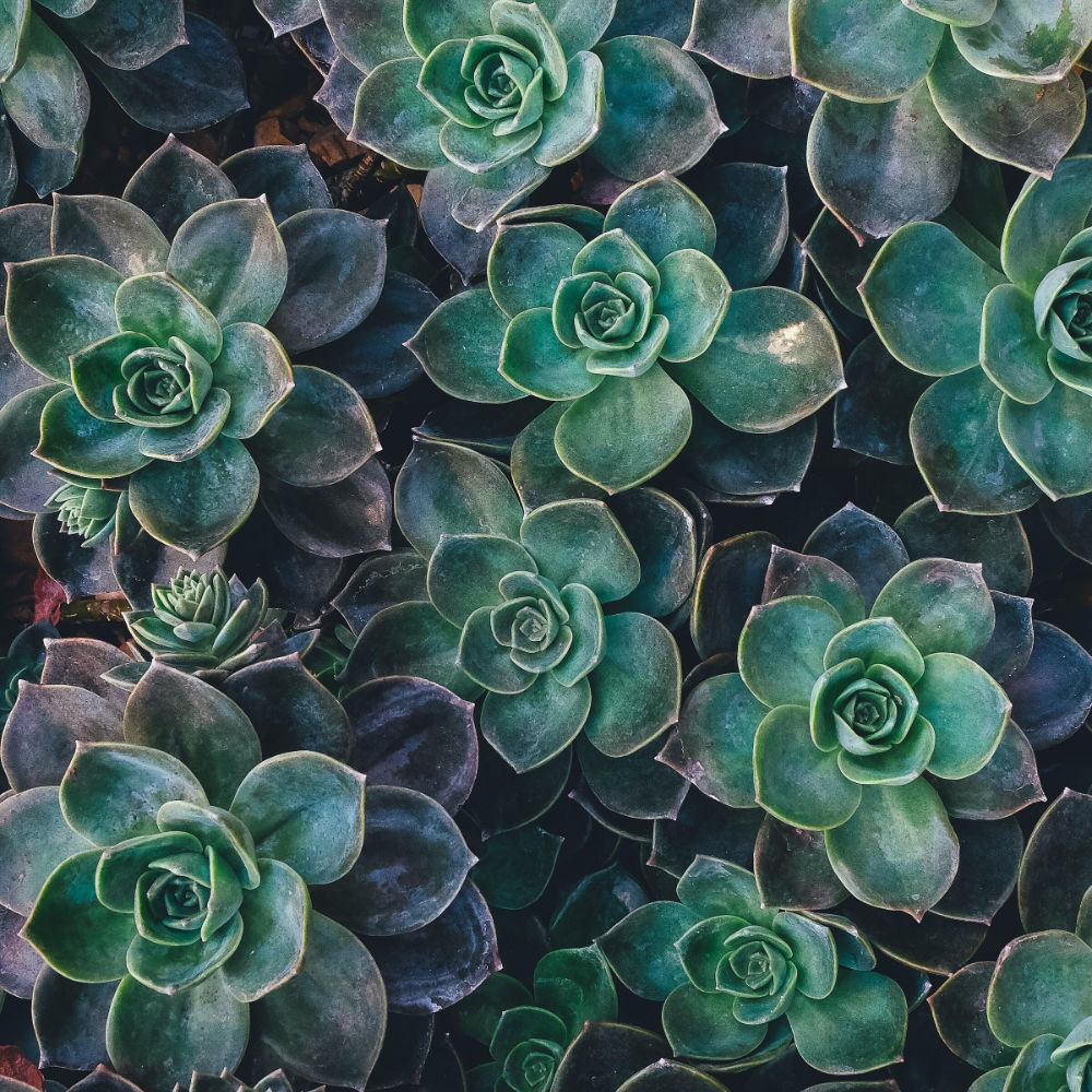 Succulents